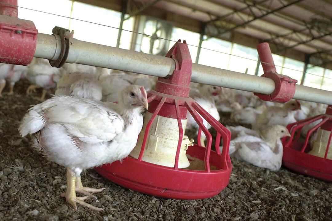 White Striping Disease Found in More Than 90 Percent of US Store-Brand Chickens, Study Finds