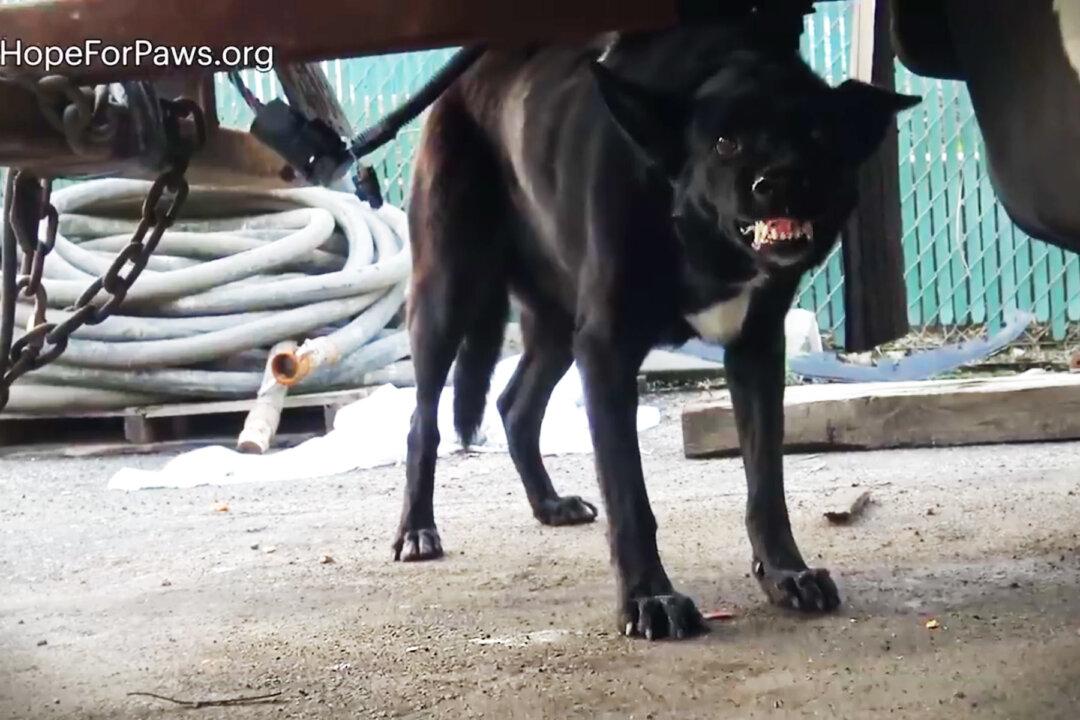 Homeless Dog Bares Teeth As Rescuers Try to Save Her From the Streets–and Then It Gets Dangerous