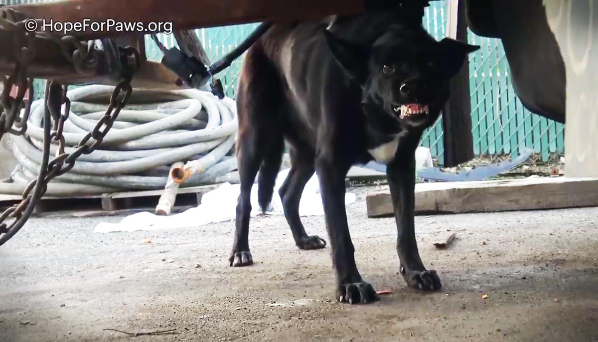 Homeless Dog Bares Teeth As Rescuers Try to Save Her From the Streets–and Then It Gets Dangerous
