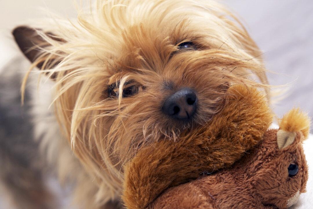 Man Can’t Stop Laughing When His Dog Puts On Gag False Teeth, Wears Them Around the House