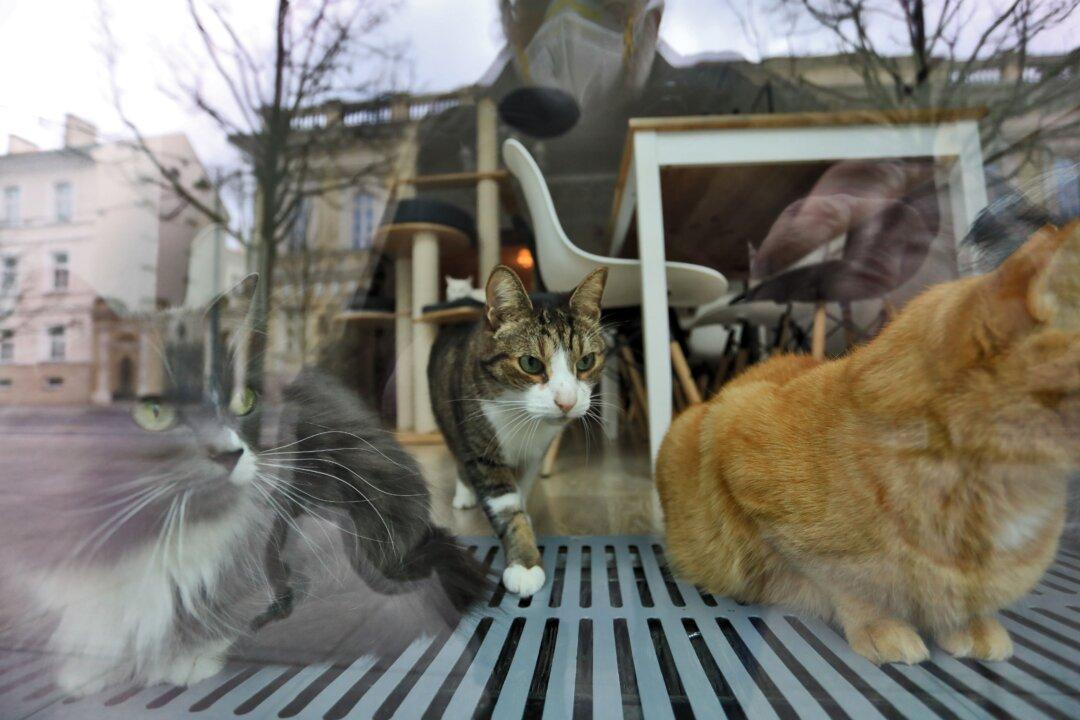 2 Cats Test Positive for CCP Virus in US