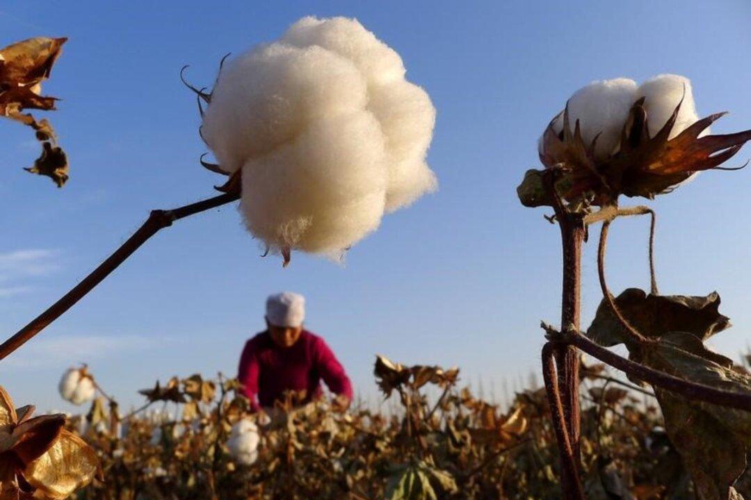 UK Urged to Stop Cotton Imports Made in Chinese ‘Prison Camps’