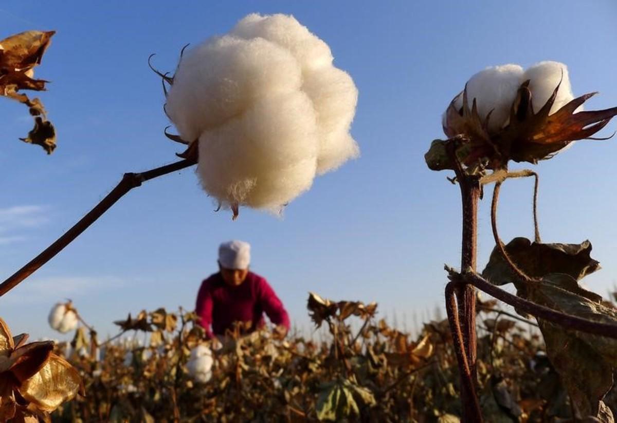 UK Urged to Stop Cotton Imports Made in Chinese ‘Prison Camps’