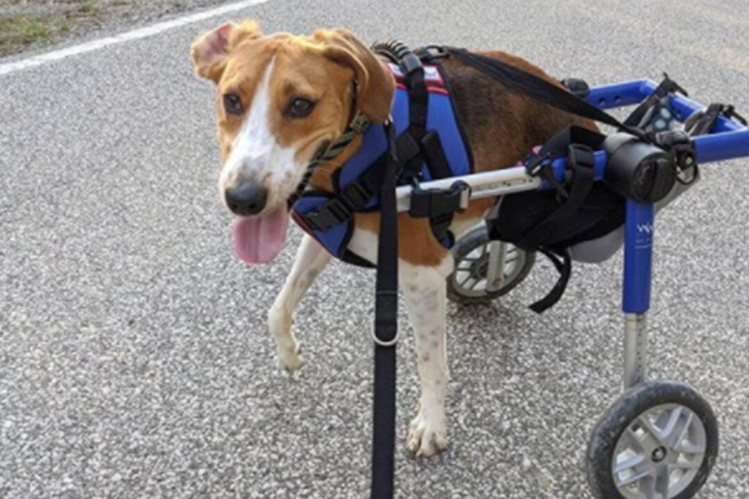 A Two-Legged Dog Named Lieutenant Dan Is This Year’s Honorary Cadbury Easter ‘Bunny’