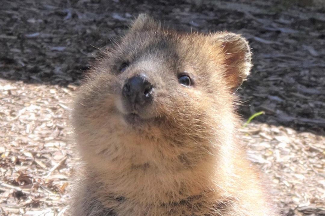 Meet Quokkas, These Cute-Looking Creatures Are The ‘World’s Happiest Animal’