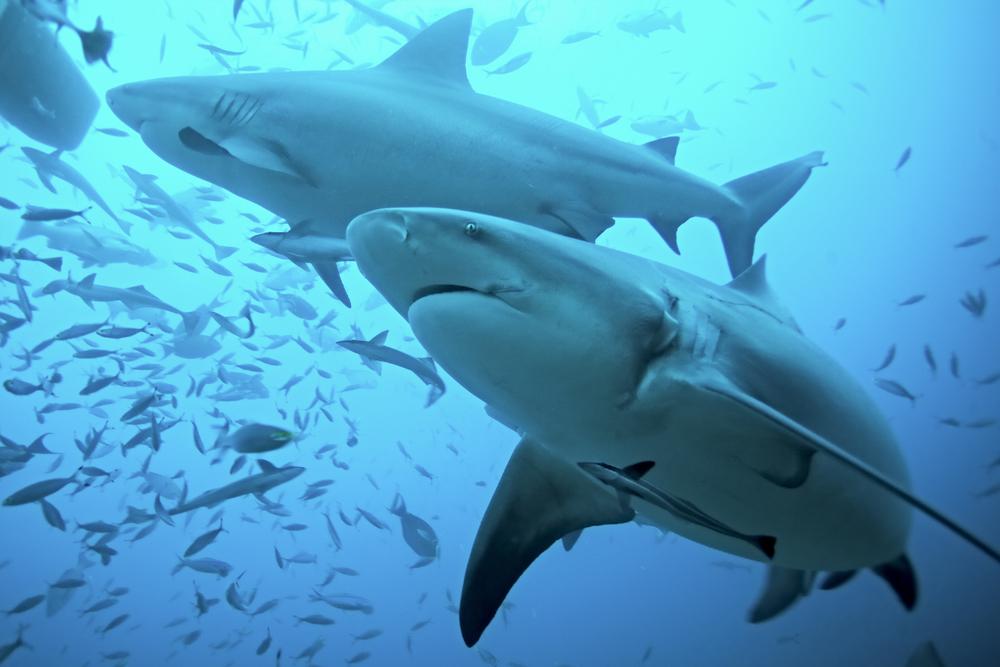 Florida Number One in the World for Shark Bites