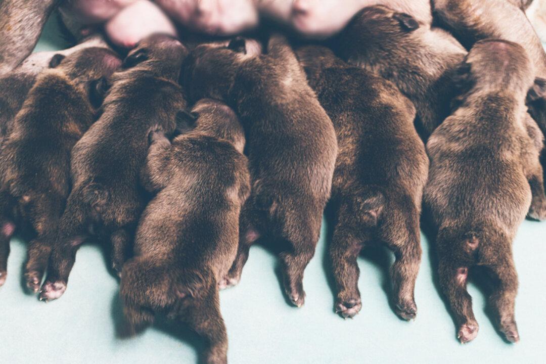 Pregnant Mastiff Surprises Owners by Giving Birth to 21 Puppies, Breaking Record for Largest Litter