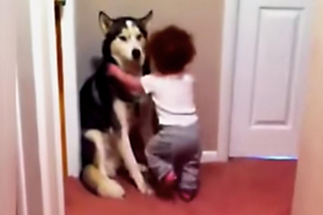 Frightened Toddler Runs to Pet Husky for Protection From Vacuum Cleaner, and the Video Is Adorable