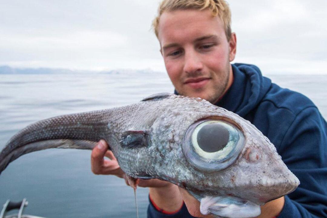 Fisherman Reels In Dinosaur-Like ‘Ghost Shark’ From 800 Meters Underwater Off Coast of Norway
