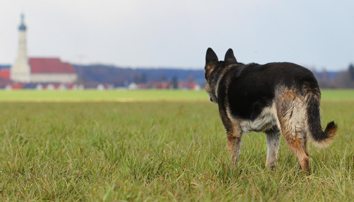 Partially Blind, ‘Wonky’-Faced Dog That Survived His Mom’s Attack Finds Loving Forever Home