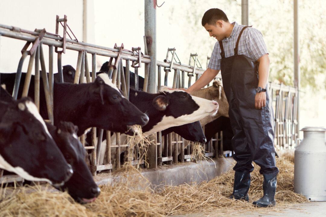 New York State Dairy Farmers Donate Milk to Families in Need Amidst Pandemic