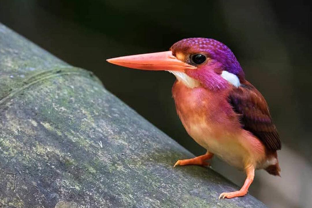 Ultra-Rare Magenta-Hued Dwarf Kingfisher Photographed for the Very First Time in Philippines