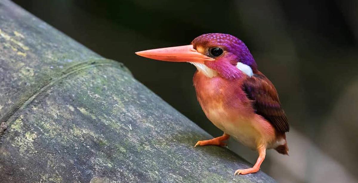 Ultra-Rare Magenta-Hued Dwarf Kingfisher Photographed for the Very First Time in Philippines