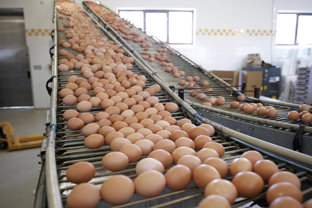 Egg Farmer Faces Disaster: Find a Way to Sell 30,000 Eggs a Day or Euthanize 40,000 Hens
