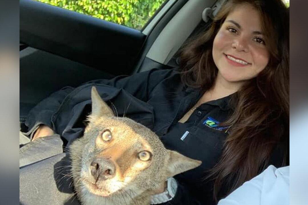 Woman Finds ‘Dog’ Hit by Car and Rescues Him Only to Discover He’s Actually a Coyote