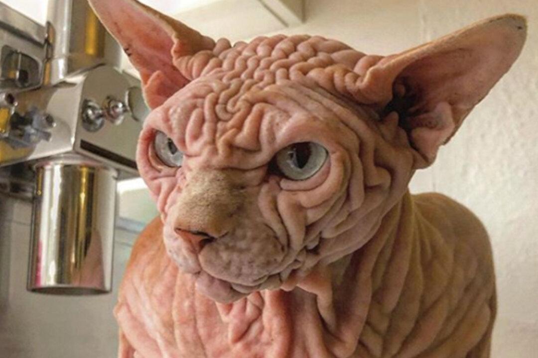 Wrinkly Sphynx Cat Might Look Mean, but His Lovable Personality Is Taking the Internet by Storm