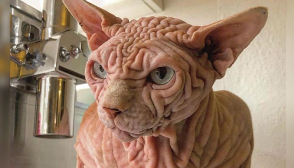 Wrinkly Sphynx Cat Might Look Mean, but His Lovable Personality Is Taking the Internet by Storm