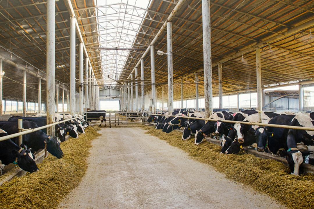 Illinois Dairy Farmer’s Unsaleable Milk Provided for Free to Hungry Suburban Families