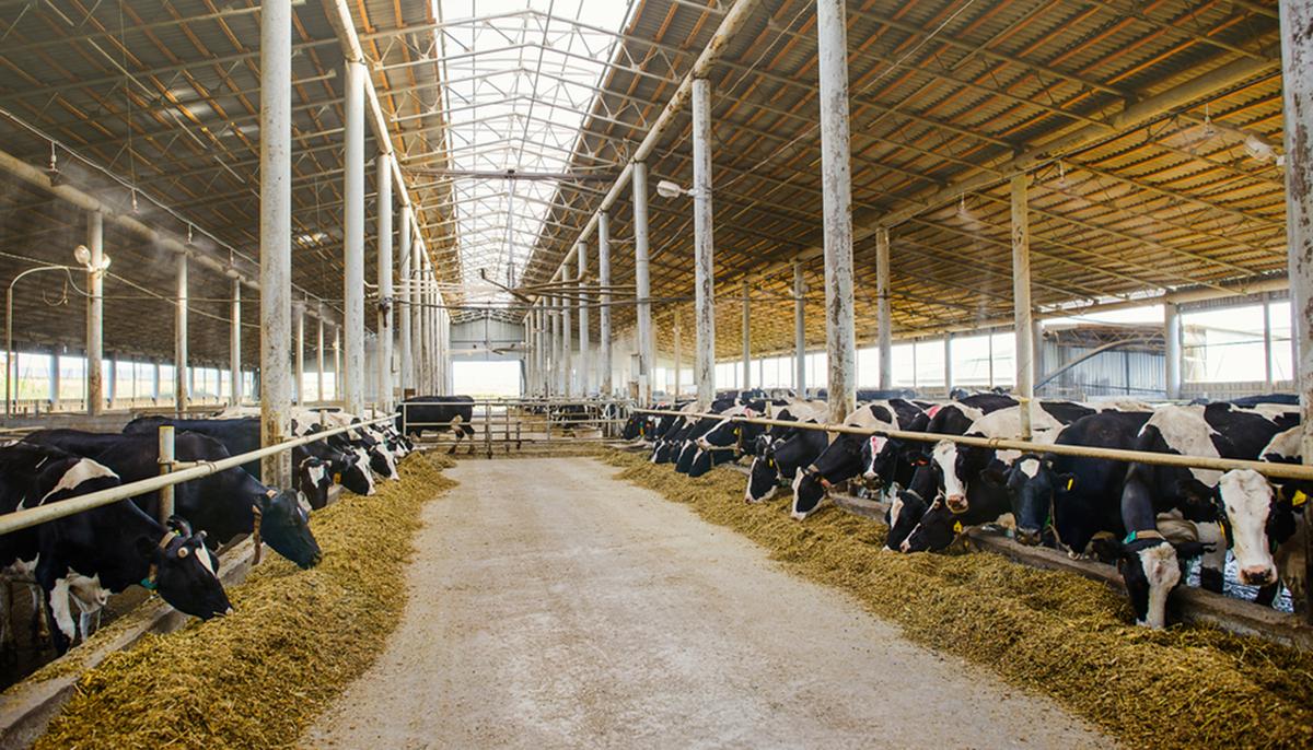 Illinois Dairy Farmer’s Unsaleable Milk Provided for Free to Hungry Suburban Families