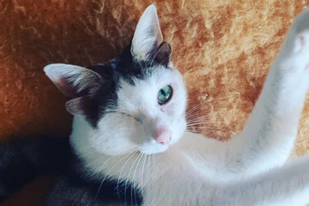 Kitten Born With Four Ears and One Eye Found Homeless Under a House Gets a Second Chance