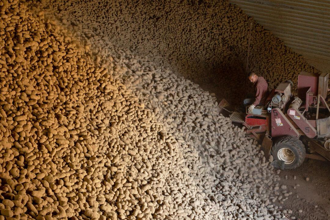 Thousands of Pounds of Idaho Potatoes Rescued From Waste by Volunteers During Lockdown