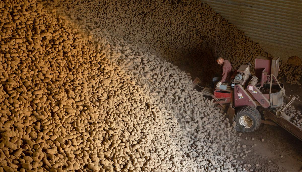 Thousands of Pounds of Idaho Potatoes Rescued From Waste by Volunteers During Lockdown