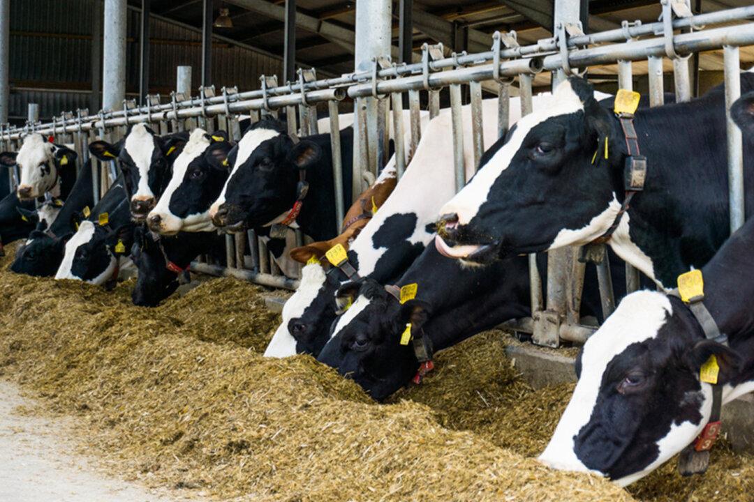 Florida Dairy Provides Milk at Discounted Price to Help Feed Families in Need