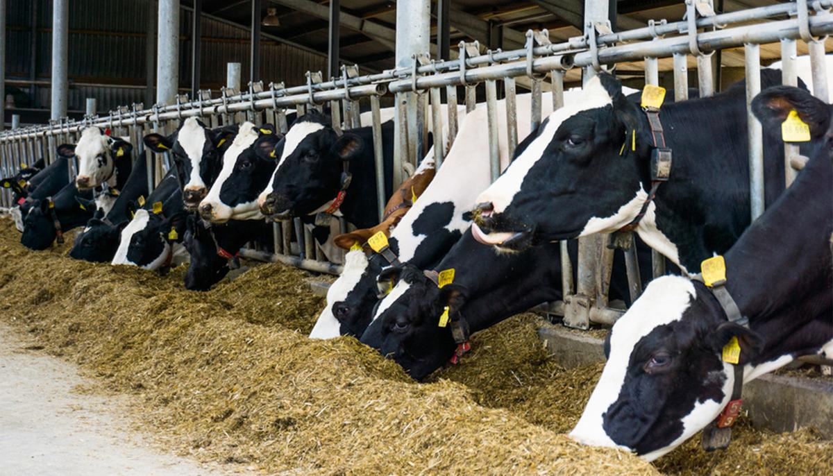 Florida Dairy Provides Milk at Discounted Price to Help Feed Families in Need