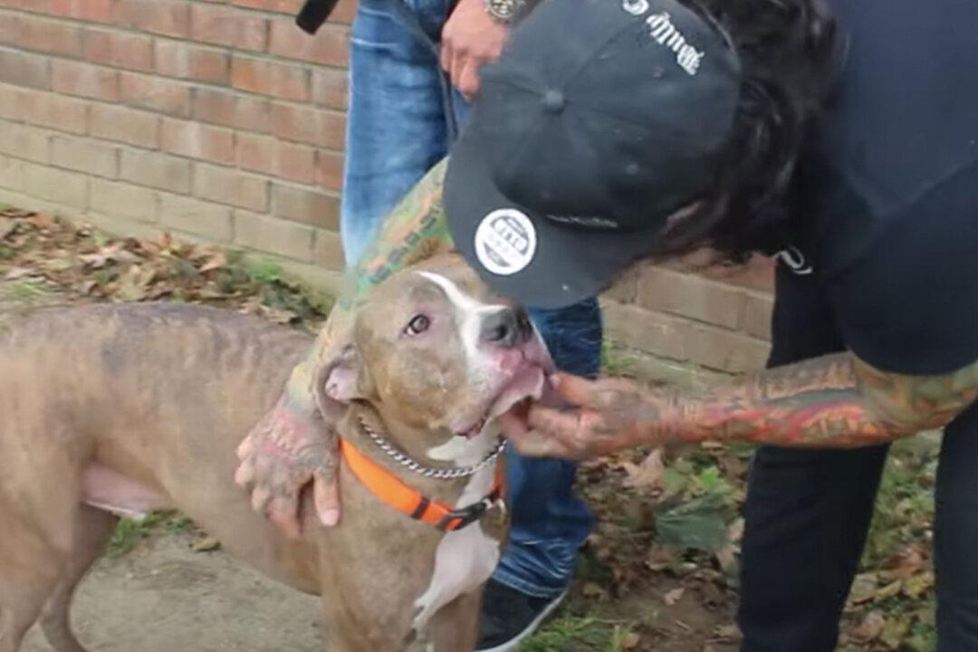 Aggressive Pit Bull Abused by Previous Owner Transforms Into Loving Dog Thanks to Trainers