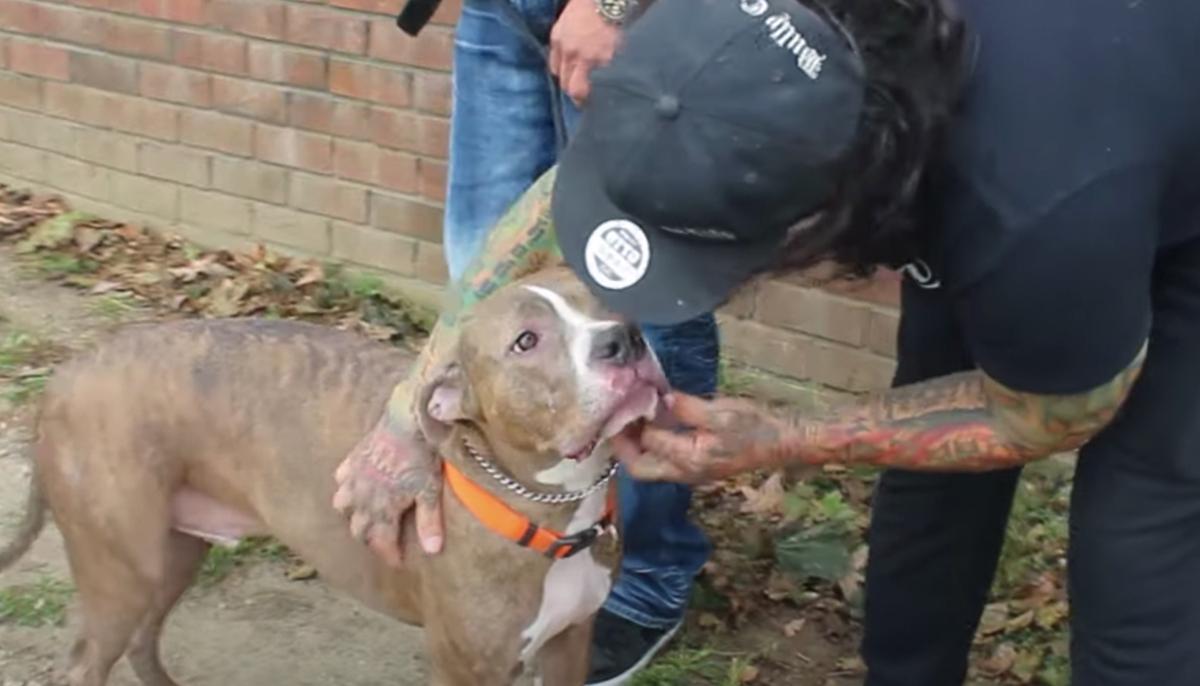 Aggressive Pit Bull Abused by Previous Owner Transforms Into Loving Dog Thanks to Trainers