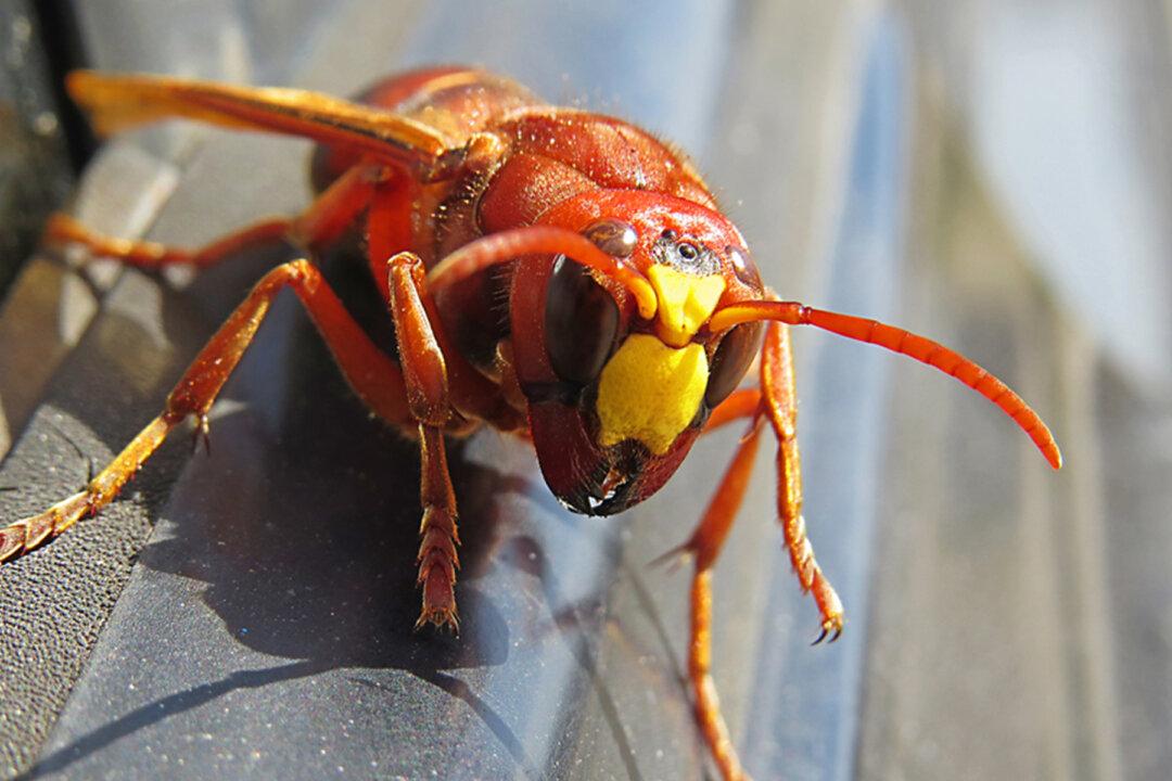 Experts Rush to Exterminate Asian ‘Murder Hornets’ Discovered in US for First Time to Save Honey Bees