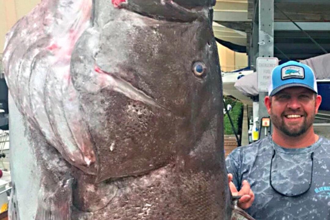 Man Catches 350lb Fish Off Florida Coast, Experts Say It Is Half a Century Old