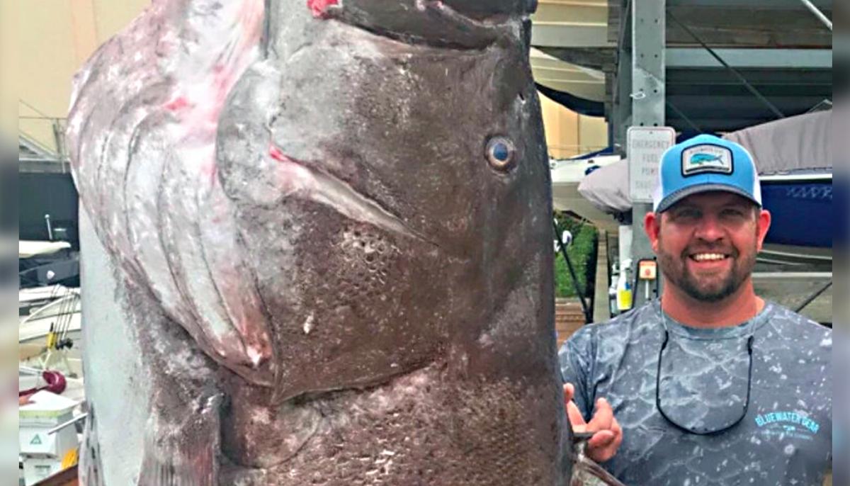 Man Catches 350lb Fish Off Florida Coast, Experts Say It Is Half a Century Old