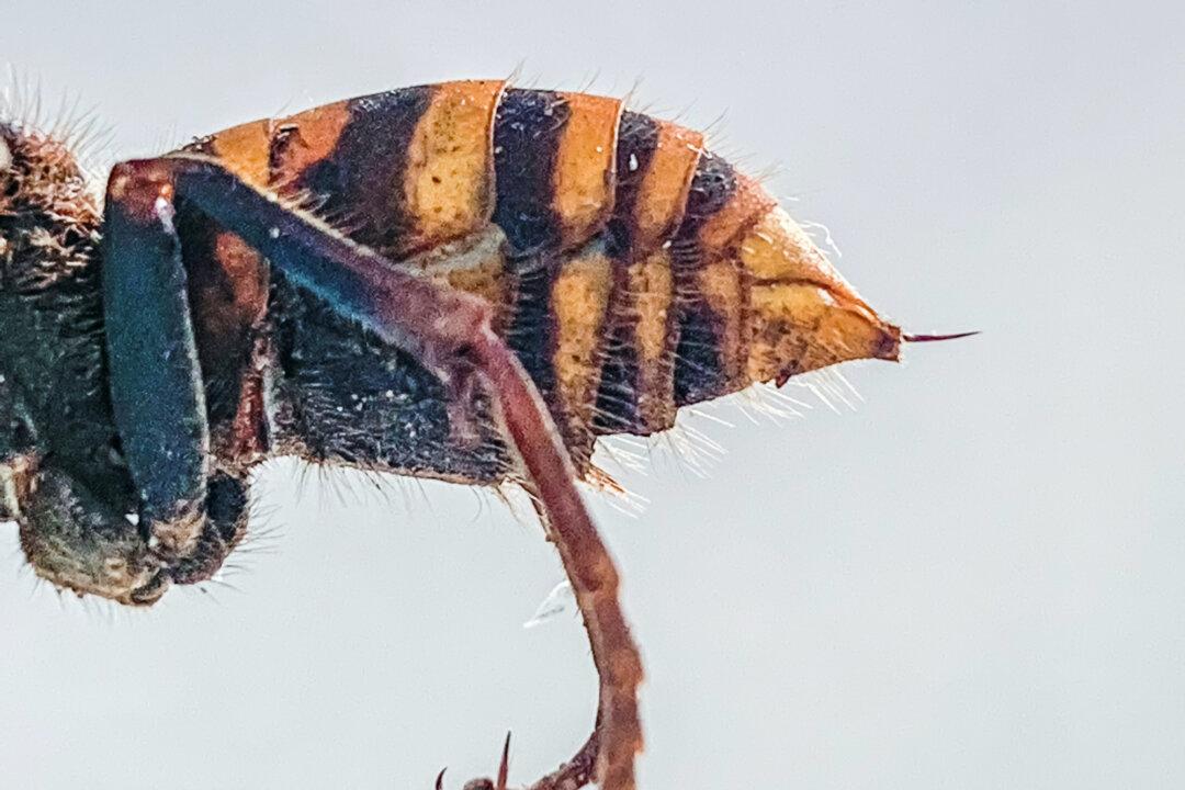 Gypsy Moths Appear in Washington State Following ‘Murder Hornets’ Sighting