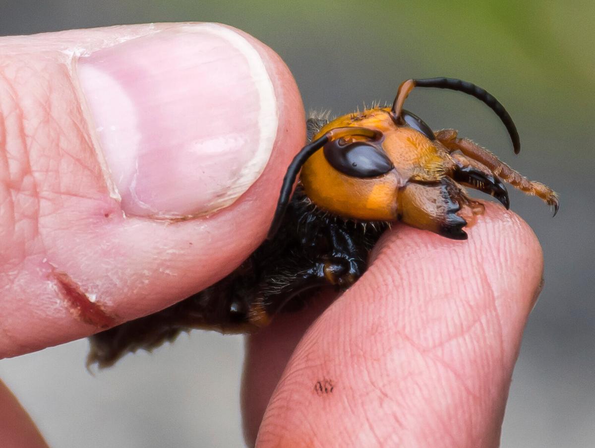 Spanish Man Dies After Being Stung by ‘Murder Hornet’