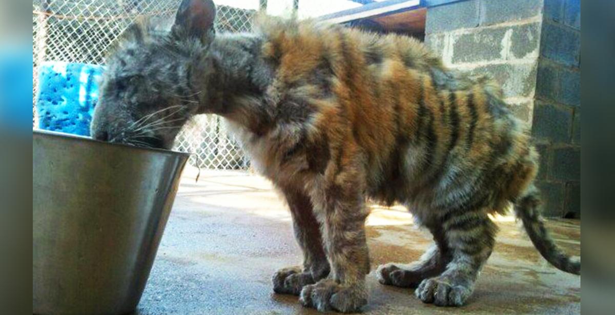 Bengal Circus Tiger Was Malnourished and Miserable, Now Thrives With New Mate After Being Rescued