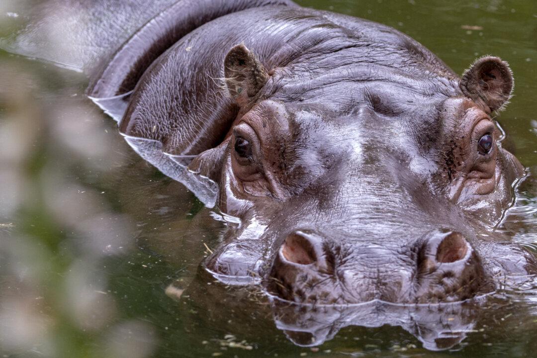 ‘Vale Dear Brutus,’ Australia Loses Its Oldest Hippo