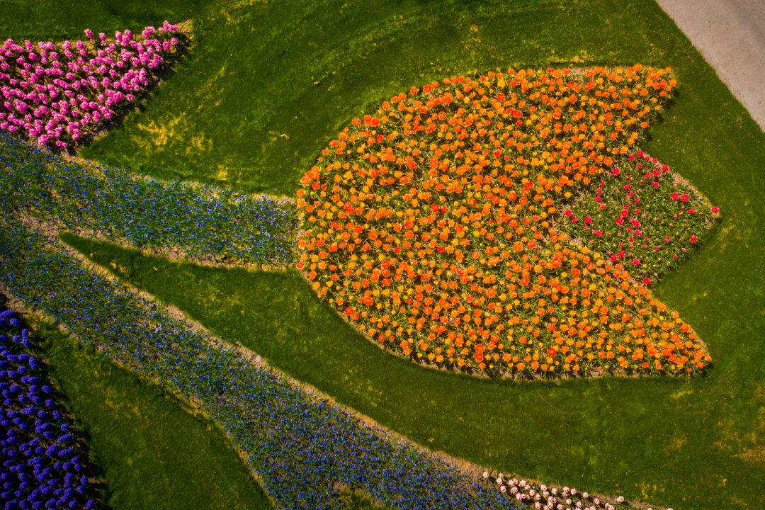 Photographer Captures Images of the World’s Most Beautiful Flower Garden With No Visitors