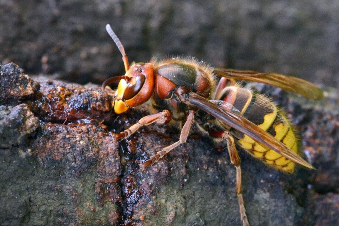 Videos of Giant Asian ‘Murder Hornets’ Demonstrate the Terrifying Effects of Their Sting