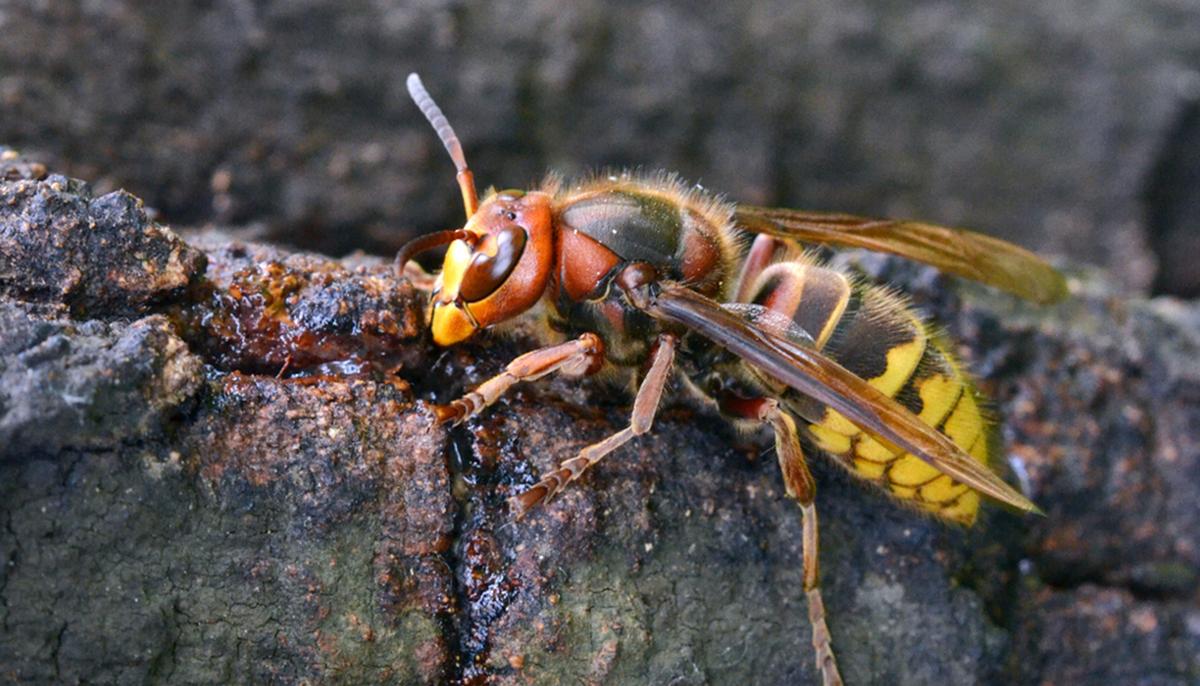 Videos of Giant Asian ‘Murder Hornets’ Demonstrate the Terrifying Effects of Their Sting