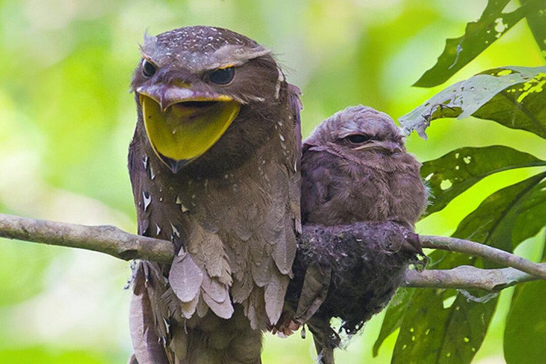 Meet the Frogmouth, One of Nature’s Most Elusive and Fascinating Birds