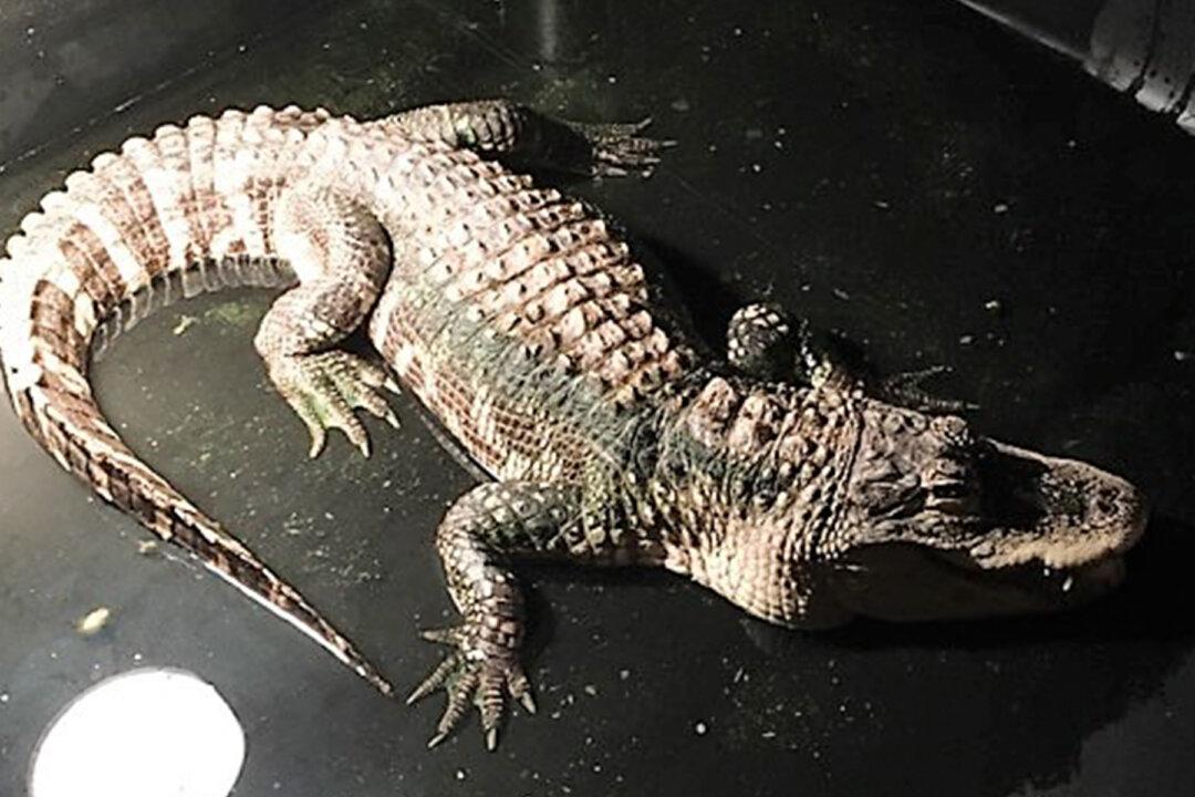 Fully Grown Alligator Discovered Living in Ohio Man’s Basement Rescued to Reptile Sanctuary