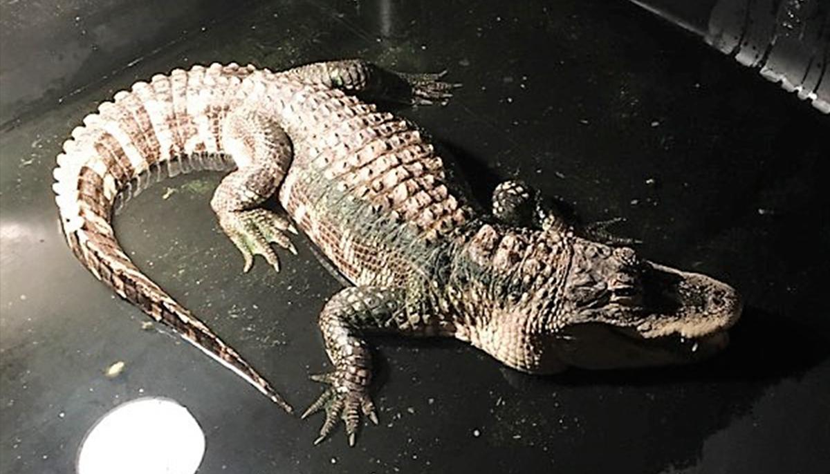 Fully Grown Alligator Discovered Living in Ohio Man’s Basement Rescued to Reptile Sanctuary
