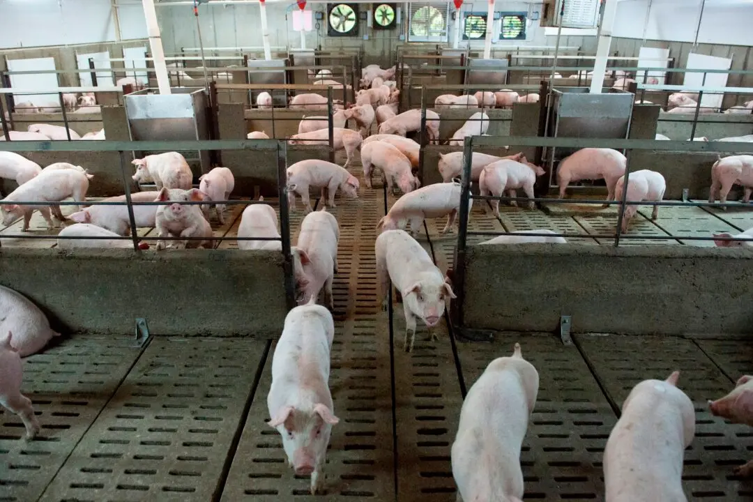 Health Canada Clears Genetically Modified Pigs for Human Consumption