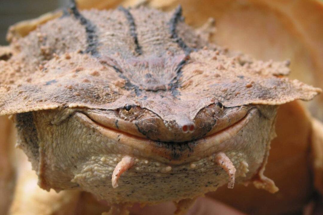 Scientists Discover Bizarre-Looking Rock-Like New Species of Mata Mata Turtle
