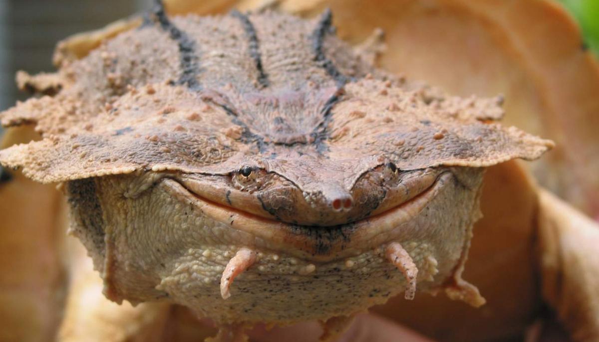 Scientists Discover Bizarre-Looking Rock-Like New Species of Mata Mata Turtle