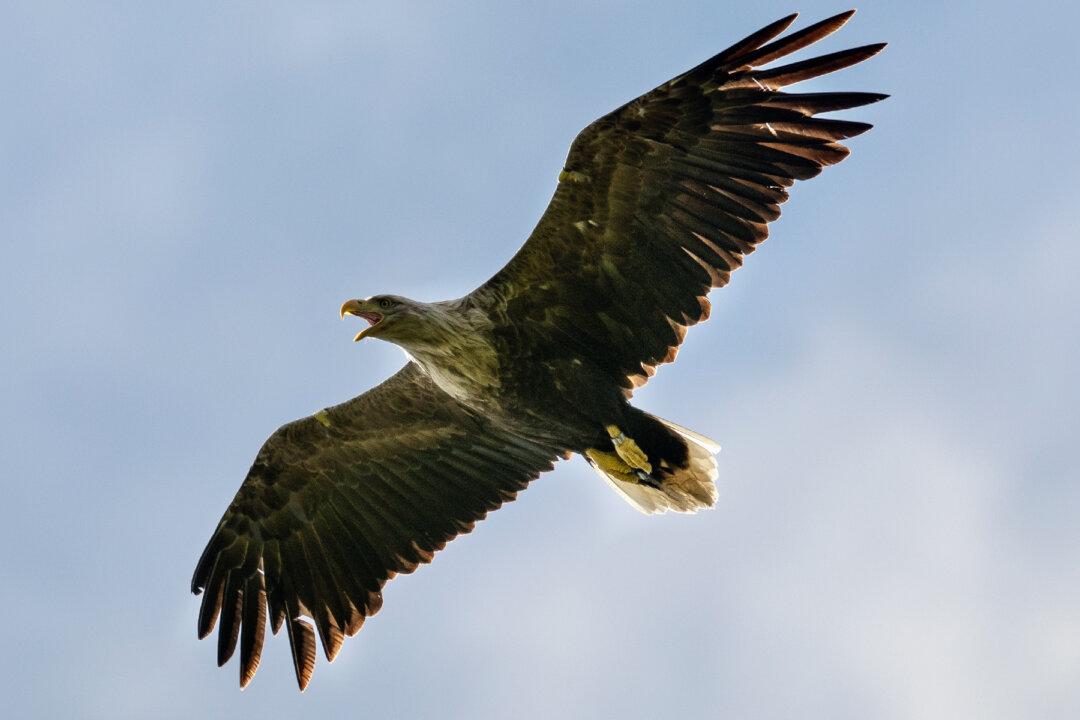 UK’s Largest Bird of Prey Returns to English Skies for the First Time in Over 200 Years