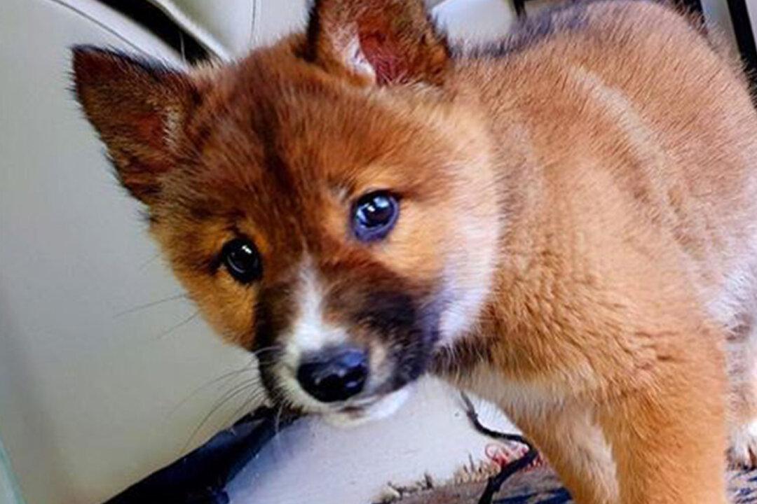 Rare Endangered Dingo Puppy Dropped by Eagle Into Lady’s Backyard in Australia
