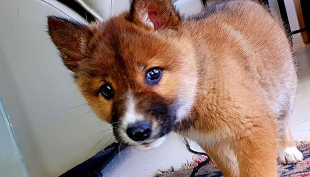 Rare Endangered Dingo Puppy Dropped by Eagle Into Lady’s Backyard in Australia