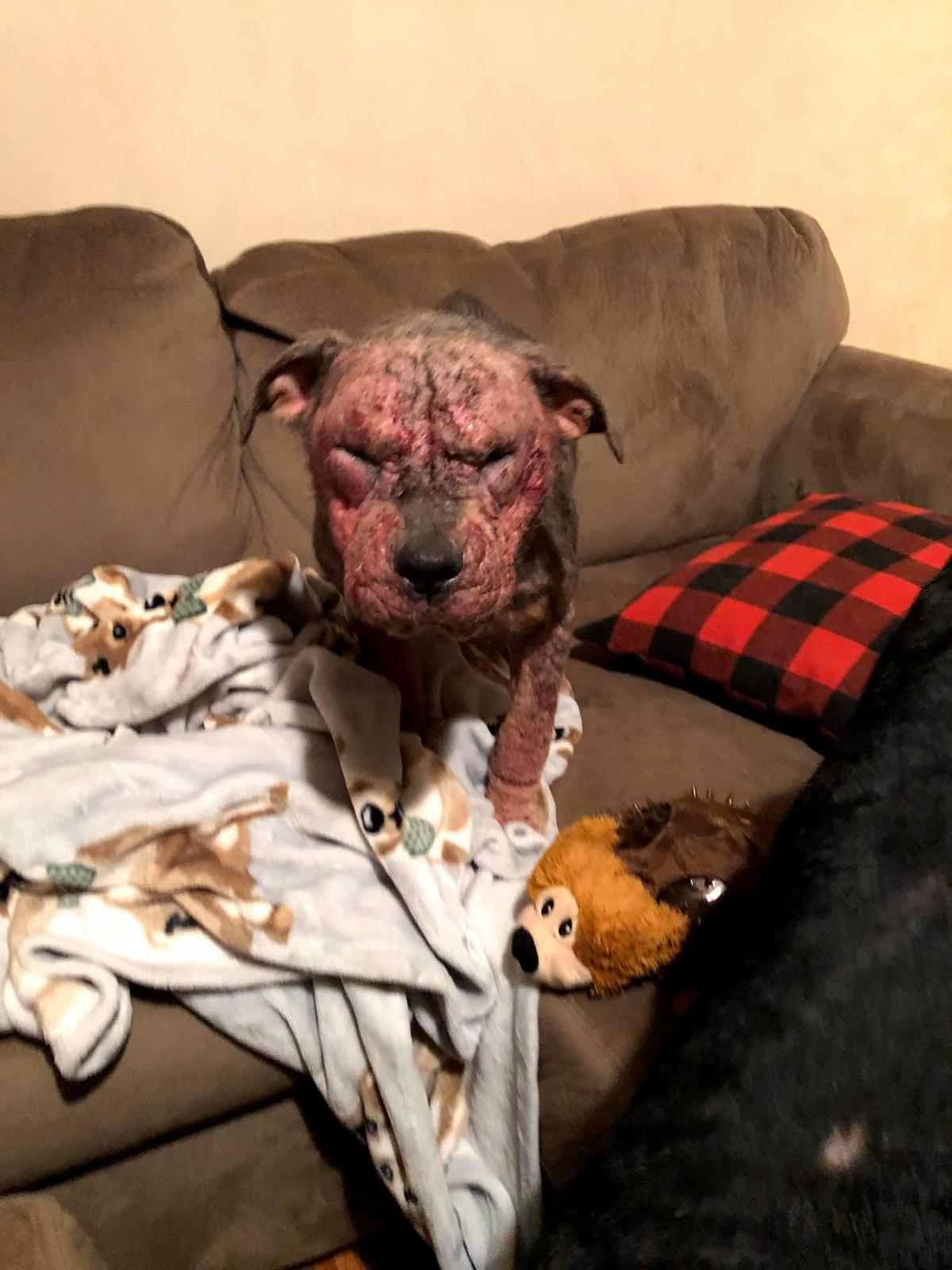 A mange-ridden puppy when she was brought home on Christmas Eve of 2019. (Courtesy of <a href="https://www.facebook.com/laure.buckley">Lauren Buckley</a>)
